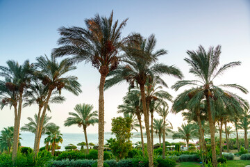 Fototapeta na wymiar Landscape of date palms against the sky at sunset.