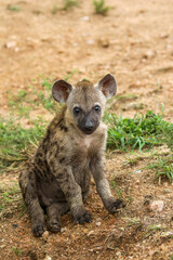 Young Spotted Hyena, Kruger National Park