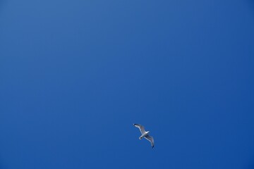 summer, lonely, single, corner, outdoor, wild, Lonely white seagull on blue sky background.