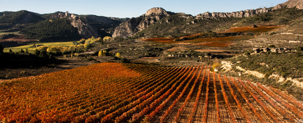 Vineyard in autumn in La Rioja, Spain