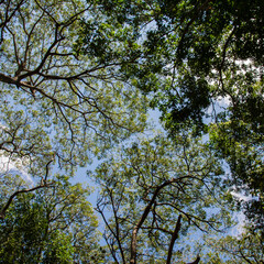 Obraz premium trees in the sky