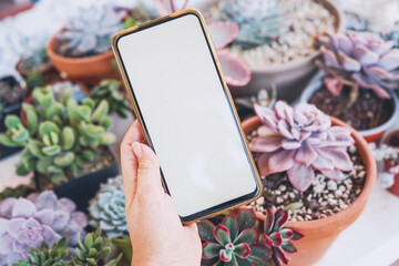 Hand holding an android smart phone near succulent plants