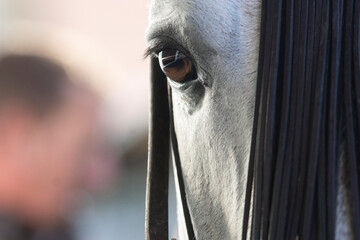 Close up detail of a spanish horse