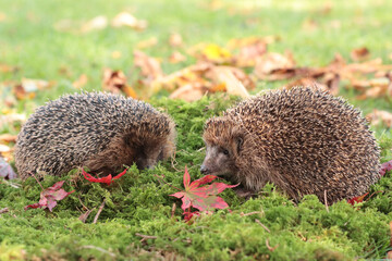 Igel (Erinaceidae)
