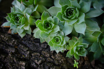 Succulent plant, macro detail, out of focus effect. Evergreen, Siempreviva