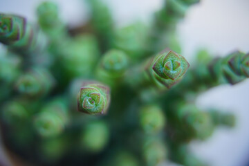 Succulent plant, macro detail, out of focus effect. Crassula Rupestris ssp. marnierana