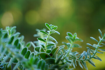 Succulent plant, macro detail, out of focus effect. Euphorbia myrsinites