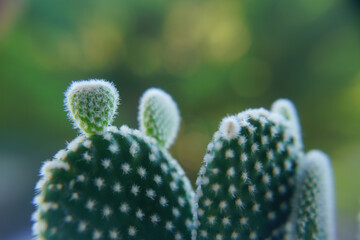 Cactus plant, macro detail, out of focus effect. Succulent