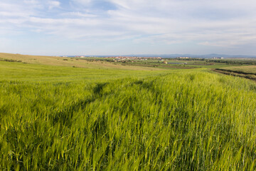 A field with green wheat against the backdrop of a village by the sea. Agricultural industry in Bulgaria.