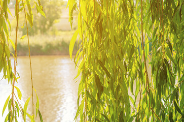 Green branches of a weeping willow over the river in the sunlight. © Todayphoto