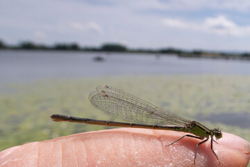 dragonfly insect photo with a macro lens on a camera