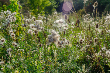 Landscape with fluffy dry flowers in the sun. Meadow in late summer. Sun glare.