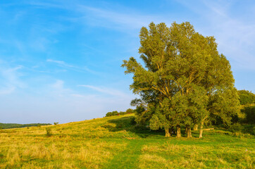 Fototapeta premium Rural pasture summer landscape with meadow vegetation. Green trees on meadow near the forest under blue sky.