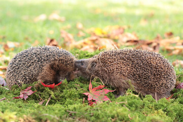 Igel (Erinaceidae)