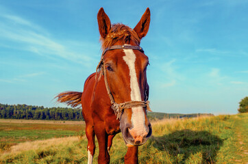 Obraz premium Close-up of brown horse grazing on lush meadow against scenic forest and sky