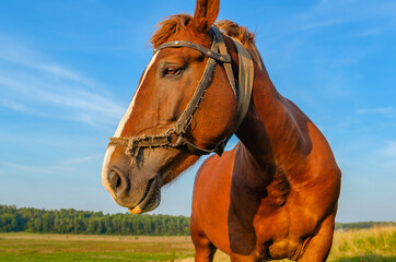 Fototapeta premium Close-up of brown horse grazing on lush meadow against scenic forest and sky