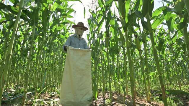 Corn that has reached full maturity is being harvested by farmers.( low angle )