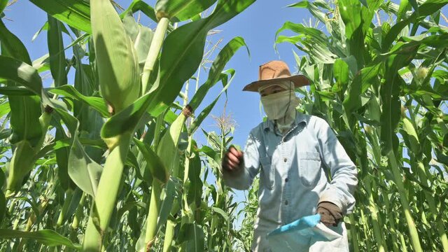 Corn that has reached full maturity is being harvested by farmers.( low angle )