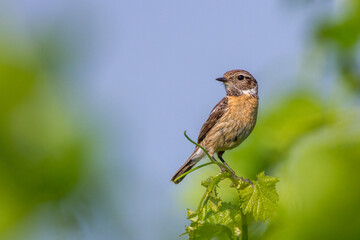 Schwarzkehlchen (Saxicola torquata) Weibchen