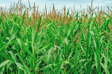 Obraz premium Spring corn field. Green corn with flower in the field on a background of blue sky. Beautiful spring view.