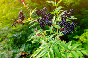 Bunches of black elderberry in the sunlight. Elderberry, black elderberry, European elderberry....