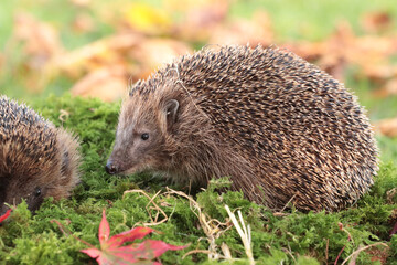 Igel (Erinaceidae)