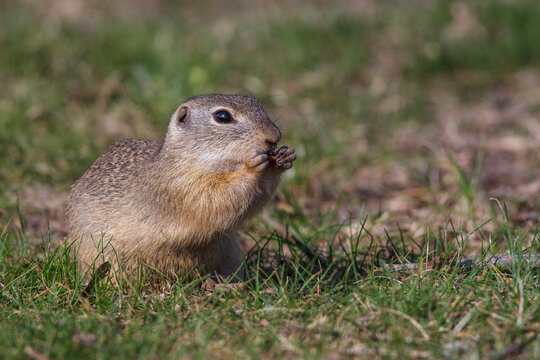 Ziesel (Citellus citellus)