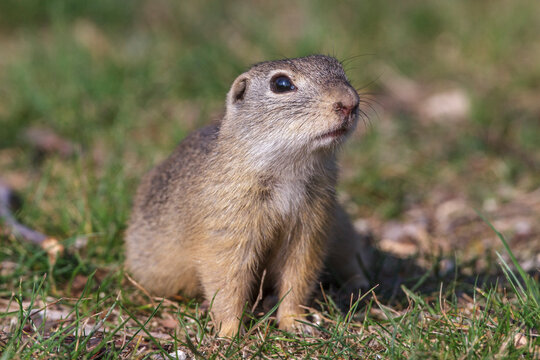 Ziesel (Citellus citellus)