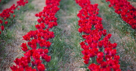 Naklejka premium Blooming Red Tulips on Flowers Plantation Farm