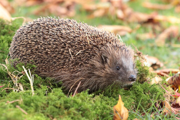 Igel (Erinaceidae)