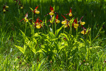 Gelber Frauenschuh (Cypripedium calceolus)