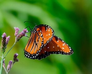 Queen Butterfly from Altamaha River in the Golden Isles