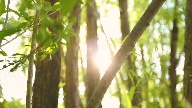 Sonnenstrahlen im Fr&uuml;hling