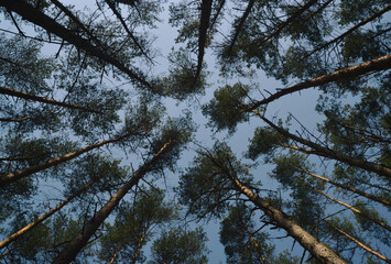 Fototapeta premium trees in the forest