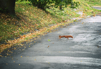Squirrel with a nut in its mouth crosses the road, wildlife animals, wild life background