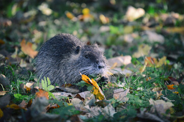 Nutria is eating in the park