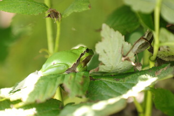 Laubfrosch