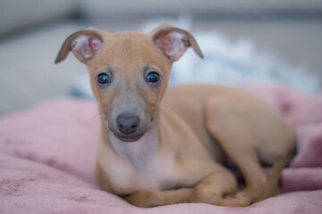Young, pretty puppy. Detailed, Studio photo. The concept of care, education, obedience training, pet education. Pets indoors, home, lifestyle. Italian Greyhound puppy