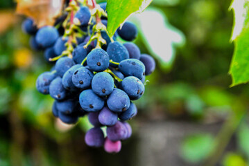 Vineyard Purple  bunch of Grapes in the Vine