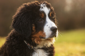 puppy bernese Mountain Dog looks tired after playing