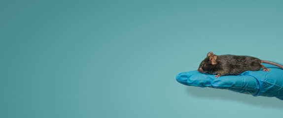Banner with laboratory mouse sitting at human hand in cool blue medical glove with gradient...