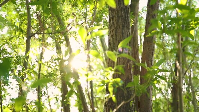 Sonne strahlt durch Bl&auml;tter und &Auml;ste im Fr&uuml;hling