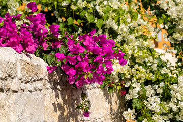 Red and white bougainvillea flowers on the wall