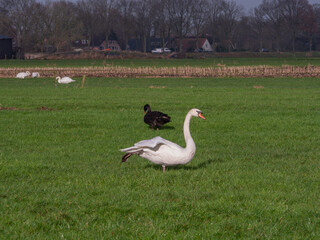 White swan and black swan searching for food