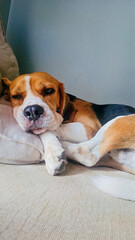 beagle sleeping on the sofa