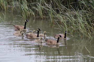 Barr Lake Ducks in a Row