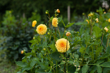 Yellow Dahlia Flower in Garden