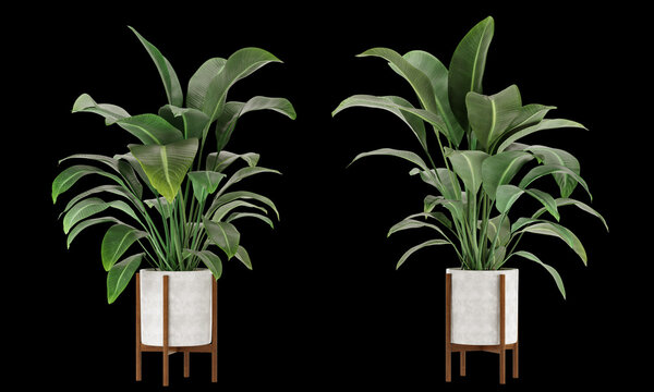 Indoor Plant Birds Of Paradise In White Pots Isolated On Black Background