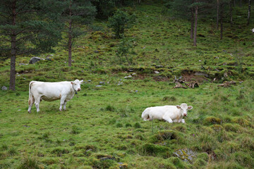 Obraz premium Norwegen - Rinder / Norway - Cattles /