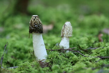 Gemeine Stinkmorchel